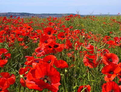 Rouge closed for Anzac Day